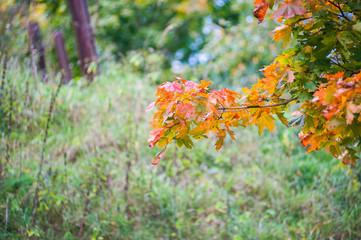 Yellow leaves close up in nature, approaching autumn, nature fades. Autumn in the park: golden birch tree leaves in the sunlight