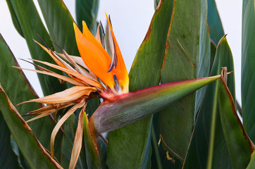 Tropical  plant Strelitzia reginae commonly called  Bird of paradise or Crane flower blooming in...