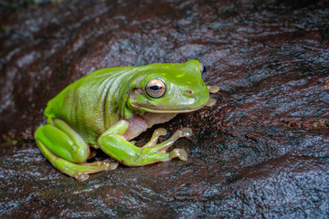 litoria caerulea, the green tree frog, sitting on a dark rock in tropical rain forest, near Cairns, Queensland, Australia