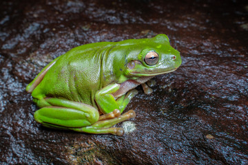 litoria caerulea, the green tree frog, sitting on a dark rock in tropical rain forest, near Cairns, Queensland, Australia