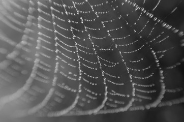 wet spider web