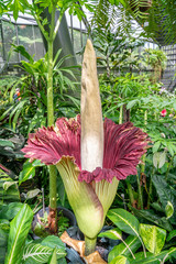 Flower spike of Amorphophallus titanum, the giant titan lily, fully open in the Cairns botannical gardens, Queensland, Australia