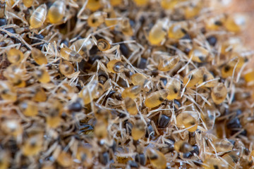 Massive number of pest ghost ants, Tapinoma melanocephalum, feeding