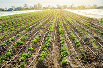 Fototapeta na wymiar Young potatoes growing in the field are connected to drip irrigation. Agriculture landscape. Rural plantations. Farmland Farming. Selective focus