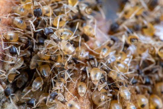 Massive Number Of Pest Ghost Ants, Tapinoma Melanocephalum, Feeding