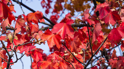 Red leaves of Norway Maple, Acer platanoides, in autumn sunlight background, selective focus, shallow DOF