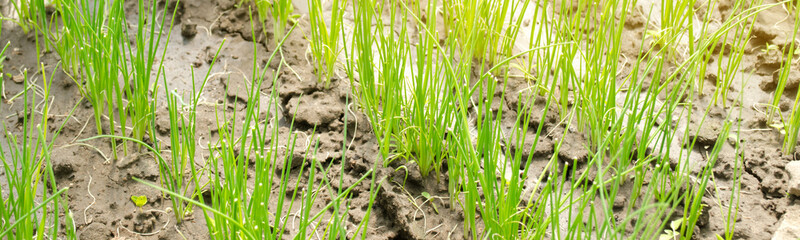 Leek seedling grows in greenhouse. Growing organic vegetables. Farming. Agriculture. Seeds. Close-up. Selective focus. Banner