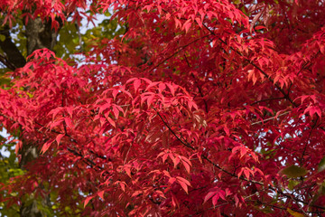 Leaves of Manchurian Maple or Acer mandshuricum in autumn sunlight background, selective focus, shallow DOF