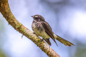 Obraz premium Grey fantail, Rhipidura albiscapa, bird perched in rainforest at Mount Lewis, Queensland, Australia