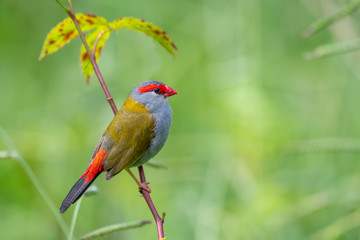 Red browed finch, Neochmia temporalis, bird perched in rainforest margin at Mount Lewis, Queensland, Australia