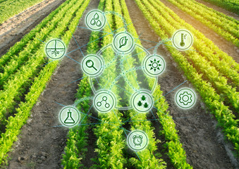 Growing organic vegetables with new technologies. Development of innovation and research. Investing...