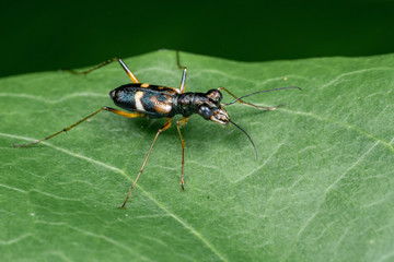 Tree trunk tiger beetle, Distipsidera sp, on a leaf in tropical rainforest, Queensland, Australia