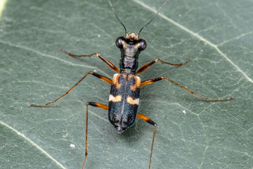 Tree trunk tiger beetle, Distipsidera sp, on a leaf in tropical rainforest, Queensland, Australia