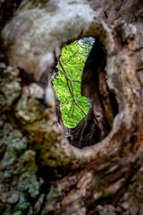 view to the branch through the hole of hollow tree