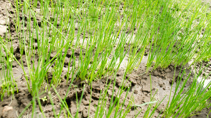Leek seedling grows in greenhouse. Growing organic vegetables. Farming. Agriculture. Seeds. Close-up. Selective focus