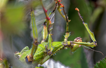 grosss Wandelndes Blatt Asien