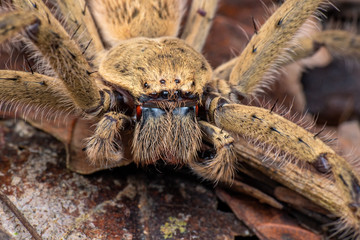Extreme close up of Australian huntsman spider showing fangs and eyes, in Australian rainforest