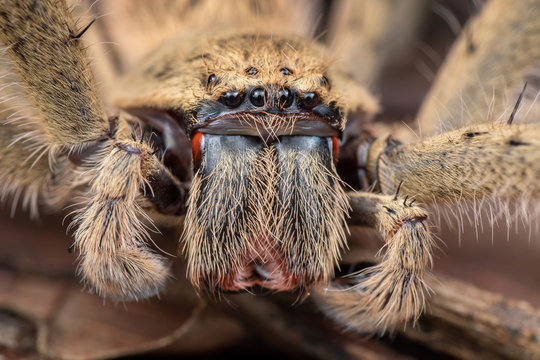 Extreme close up of Australian huntsman spider showing fangs and eyes, in Australian rainforest