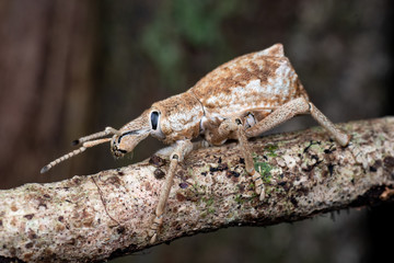 Broad-nosed weevil from the family CURCULIONIDAE, tropical rainforest near Cairns, Queensland, Australia