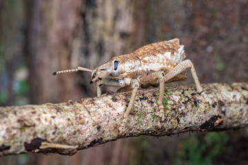 Broad-nosed weevil from the family CURCULIONIDAE, tropical rainforest near Cairns, Queensland, Australia