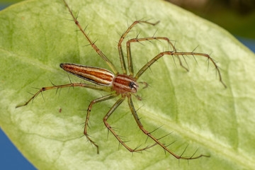 Oxyopes macilentus, the lean lynx spider, hunting for prey on green foliage