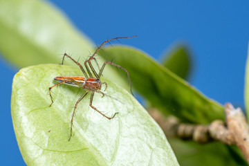Oxyopes macilentus, the lean lynx spider, hunting for prey on green foliage