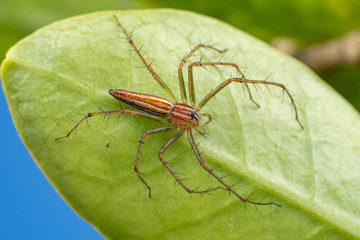 Oxyopes macilentus, the lean lynx spider, hunting for prey on green foliage