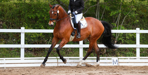 Dressage horse (horse) in the uphill gallop in a dressage tournament..