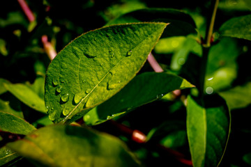 drops of water on green leaf in the park
