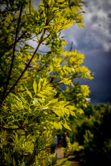 green bright leafs with dark sky on background