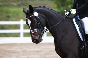 Dressage horse (horse) in closeup on a dressage tournament..