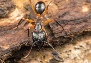 Large Camponotus carpenter ants foraging on dead wood on the rainforest floor