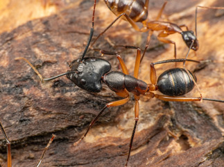Large Camponotus carpenter ants foraging on dead wood on the rainforest floor