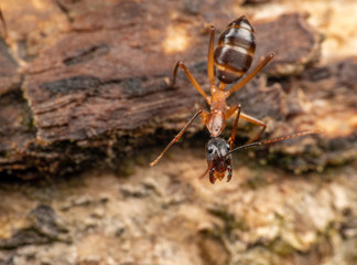 Large Camponotus carpenter ants foraging on dead wood on the rainforest floor
