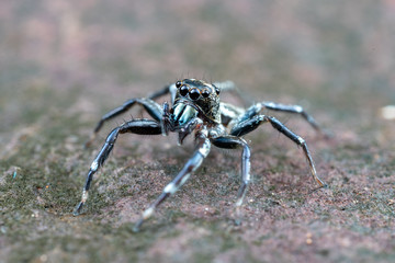 Swift's Ant Hunter, Omoedus swiftorum, a salticidae jumping spider hunting on a rock in Queensland, Australia