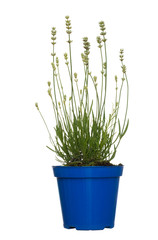Unusual white lavender plant in flower, with blue pot. Isolated on white.