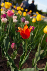 Red tulip flower with many yellow flower on the background