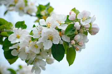 The apple trees are blooming white flowers in spring.