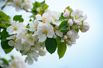 White and pink apple tree blossoms in sky background.