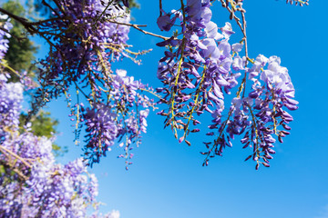 Beautiful natural wisteria flower plant outdoor