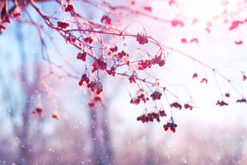 Winter landscape with rowan branches covered with snow. Sky and sunlight through the frozen tree branches. Copy space. Soft focus