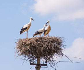  Family of storks on the electric pole