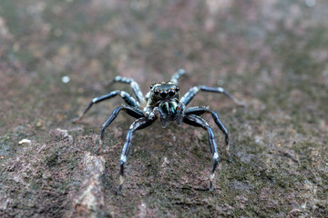 Swift's Ant Hunter, Omoedus swiftorum, a salticidae jumping spider hunting on a rock in Queensland, Australia