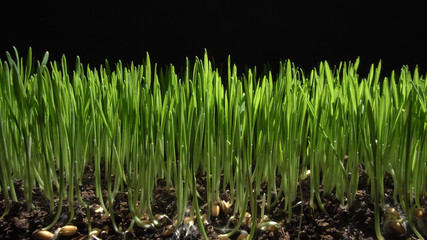 Germinating sprouts of wheat isolated on black background. Close-up