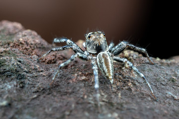 Swift's Ant Hunter, Omoedus swiftorum, a salticidae jumping spider hunting on a rock in Queensland, Australia