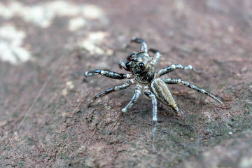 Swift's Ant Hunter, Omoedus swiftorum, a salticidae jumping spider hunting on a rock in Queensland,...