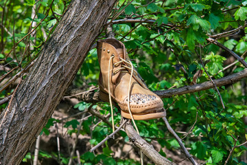 abandoned shoe thrown to the tree