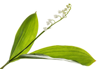 White flower of lily of the valley, lat. Convallaria majalis, isolated on white