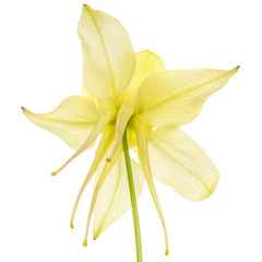 Yellow flower of aquilegia, blossom of catchment closeup, isolated on white background