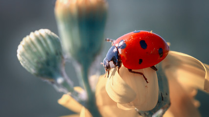 Insect ladybug on a yellow flower.